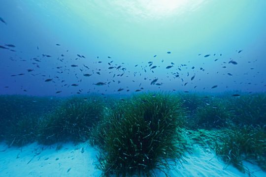 Üppige Seegraswiesen von Posidonia oceanica im Mittelmeer. Die Forscher des Max-Planck-Instituts für Marine Mikrobiologie gehen davon aus, dass ihre Erkenntnisse für viele Lebensräume von Meerespflanzen relevant sind.(Bild:  Hydra Marine Sciences GmbH)