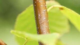 Der entzündungshemmende Wirkstoff Methylsalicylat lässt sich insbesondere aus der Birkenrinde gewinnen. (Christian Urban, Universität Kiel)