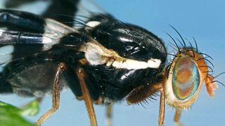 Die Apfelfruchtfliege ist noch nicht in Europa aufgetaucht, könnte sich aber bis 2060 weit nach Norden ausbreiten. (female apple maggot (R. pomonella) / Joseph Berger / CC BY 3.0)