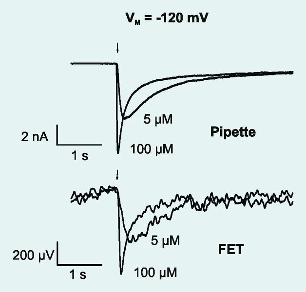Abb. 3 Simultane Messungen von Membranstrom (Pipette) und Transistorspannung (FET) während der Applikation von Serotonin (Pfeile = Start der Applikation). Intrazelluläre Spannung von VM = -120 mV. Zwei Serotonin-Konzentrationen (100 Mikrometer, 5 Mikrometer) wurden getestet. (Archiv: Vogel Business Media)