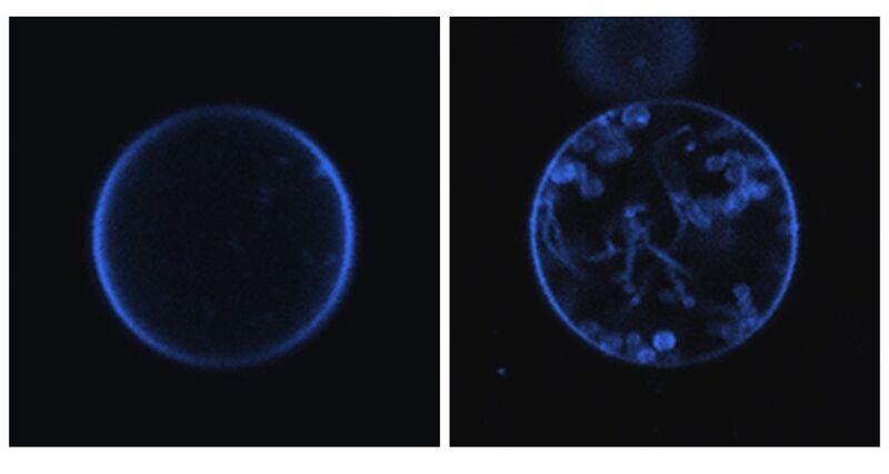 Membranbläschen mit (links) und ohne das Protein Mic10 (rechts). Mic10 führt zu Einstülpungen der Membran (blau gefärbt). (Foto: Meinecke)