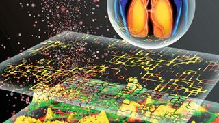 In-silico-Modellierung von Partikel-Zell-Interaktionen für die Vorhersage der Toxizität von Nanopartikeln für die Atemwege (grafische Darstellung). (Helmholtz Zentrum München )