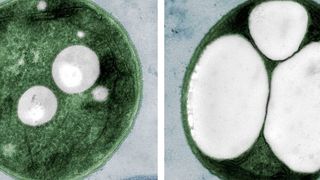 Neue Varianten des Bakteriums produzieren deutlich mehr PHB. (Universität Tübingen/ Moritz Koch)