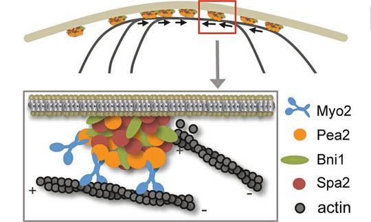 Polarisomnanopartikel wandern auf Aktinfilamenten aufeinander zu. Der Ausschnitt zeigt ein Polarisomnanopartikel (bunt) unterhalb der Zellmembran (grau-gelb geschichtet), der sich mit Hilfe von Motorproteinen (blau) an den Aktinfilamenten (dunkelgrau) entlanghangelt.(Bild:  Dünkler et al., 2021, JCB)