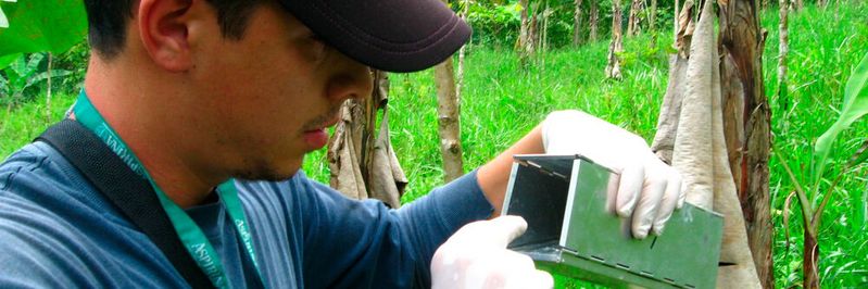 Charité-Forscher sichtet eine Nagetierfalle in Costa Rica(Bild:  © Charité | Andres Moreira-Soto)