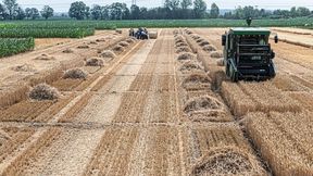 Getreideernte im Statischen Düngungsversuch in der UFZ-Versuchsstation Bad Lauchstädt (Sachsen-Anhalt). (Bild: André Künzelmann / UFZ)