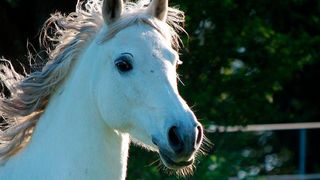 Teure Pferde verdienen eine standesgemäße Stallreinigung. Deshalb übernimmt auf einem Luxus-Gestüt in der Nähe von Soul nun ein Saugentmistungssystem mit Siemens-Technik die Arbeit. (Andrea & Stefan, CC BY 2.0, flickr.com)