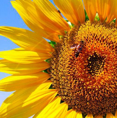 As bees are amongst the most important pollinators, while also being under threat, the findings have implications for their protection and the conservation of endangered plants which they pollinate. As bees are amongst the most important pollinators, while also being under threat, the findings have implications for their protection and the conservation of endangered plants which they pollinate.