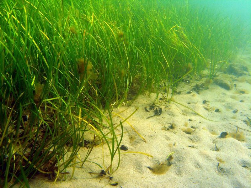 Zostera marina is the most abundant seagrass species in temperate waters. (Christoffer Boström/Åbo Akademi University)