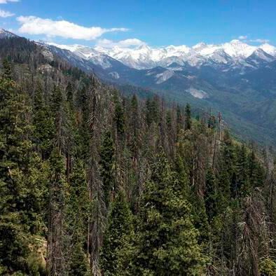 About 80 % of the trees in this part of the Sierra Nevada died during the 2012-16 drought. UC Davis postdoctoral researcher Jessie Au and her team developed a new way to measure trees' decline amid drought and, for the first time, predict whether a forest can survive future drought. About 80 % of the trees in this part of the Sierra Nevada died during the 2012-16 drought. UC Davis postdoctoral researcher Jessie Au and her team developed a new way to measure trees' decline amid drought and, for the first time, predict whether a forest can survive future drought.