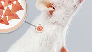 Ein Implantat mit Blutsäuresensor und insulinproduzierenden Zellen bringt einen im Rahmen von Diabetes aus der Balance geratenen Zuckerspiegel wieder ins Lot (Ausschnitt). (Grafik: ETH Zürich)