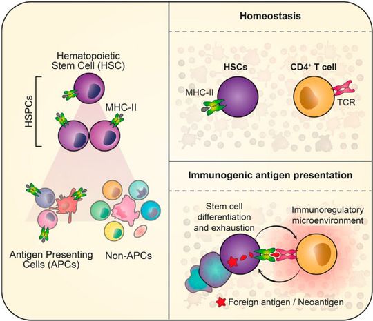 Hämatopoietische Stammzellen verharren normalerweise in Ruhe. Weisen sie Veränderungen in ihrem Erbgut auf, präsentieren sie die veränderten Antigene über den MHC-II-Komplex an T-Zellen, die dafür sorgen, dass sie aus dem Stammzellpool eliminiert werden.(Bild:  BIH / R. Lutz & S. Haas)