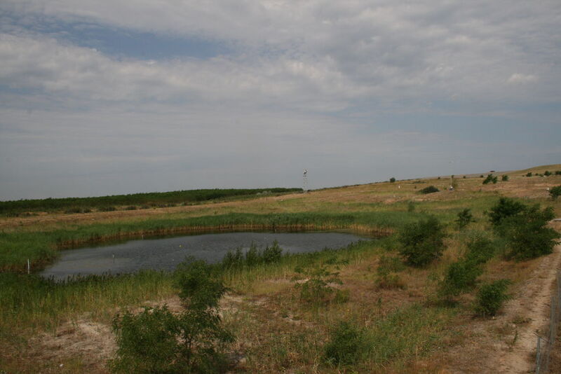 Blick auf den Teich mit umgebendem Schilf und einzelnen angrenzenden Robinien.  (Bild: Michael Elmer/BTU Cottbus)