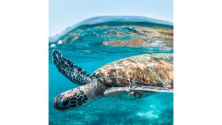 Increasing sand temperatures driven by climate change may tip the delicate balance of gender distribution in Red Sea turtle populations. (Morgan Bennett Smith)