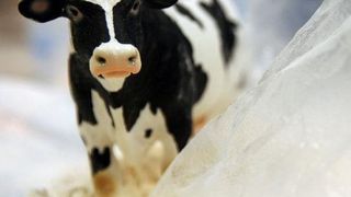 Die Verpackungsindustrie erschließt durch die Verwendung von Molkeprotein einen neuen lukrativen Markt für ein bisher entsorgtes Nebenprodukt der Käseherstellung.  (Bild: ttz Bremerhaven)