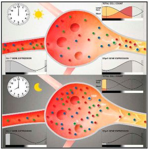 (David Druzd et al., Immunity 46, 2017)