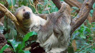 Zweifingerfaultier - Choloepus didactylus (Bild: © Zoo Berlin)