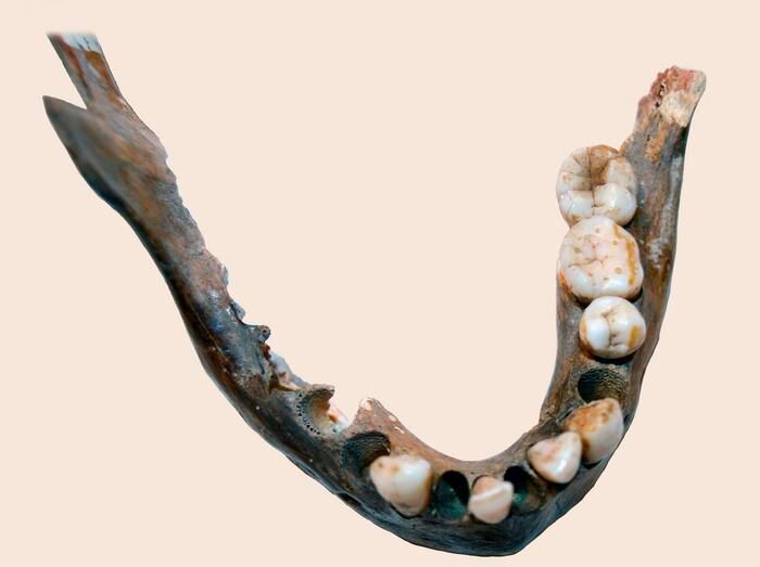 Mandible of a hunter-gatherer woman who lived 7900 years ago at Matjes River Rockshelter in the Western Cape, South Africa,  for whom a genome was reconstructed. (Source: Helena Malmström)
