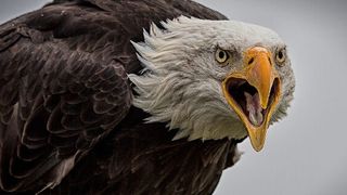 Rund die Hälfte des Umsatzes mit Public Clouds wird in den USA generiert. (Bild: gemeinfrei© Minka2507)