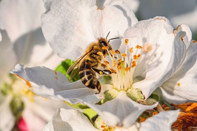 Honigbienen sind unverzichtbare Bestäuberinnen für Kultur- und Wildpflanzen. Zu ihrem Schutz fördert die Deutsche Bundesstiftung Umwelt (DBU) ein Projekt zur Erforschung einer Bekämpfungsmethode gegen Varroamilben.  (Bild: Herwig Winter/piclease)