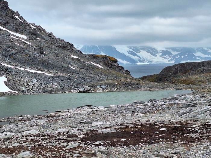 Recently re-exposed mosses, photographed in 2024 by Prof Peter Convey. These mosses had been covered by ice for around a thousand years. (Source: Prof Peter Convey)