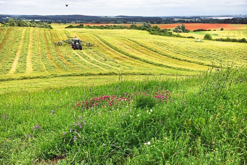 Vom Artenschwund betroffen sind vor allem Wiesen in der Nähe zu stark landwirtschaftlich genutzten Flächen. (Dr. Ulrike Garbe, Landesamt für Umwelt, Brandenburg)