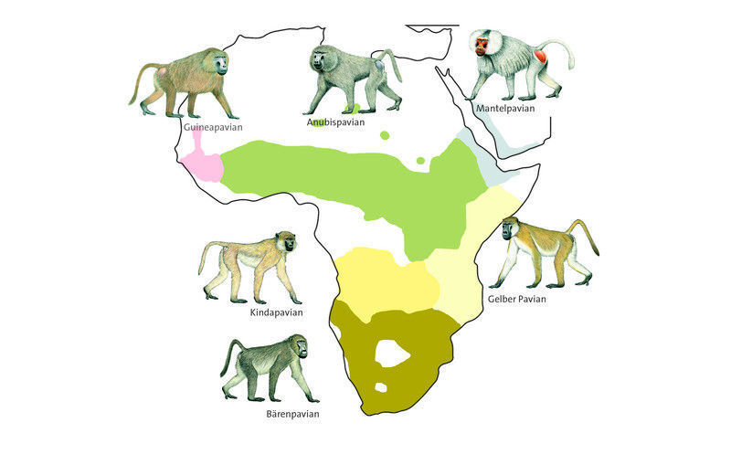 Verbreitung der sechs Pavianarten in Afrika. (Luzie Almenräder, Pavian-Zeichnungen: Stephen Nash)