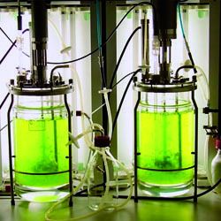 Gentechnik  Pflanzenschutz (1980er)    Die Grüne Gentechnik oder Agrogentechnik ist die Anwendung gentechnischer Verfahren im Bereich der Züchtung von Pflanzen. Insbesondere bezeichnet der Begriff Verfahren zur Herstellung von gentechnisch veränderten Organismen, in deren Erbgut zusätzliche – in der Regel artfremde – Gene eingeschleust werden. Die Grüne Gentechnik ist somit Bestandteil der Grünen Biotechnologie.   (Archiv: Vogel Business Media)
