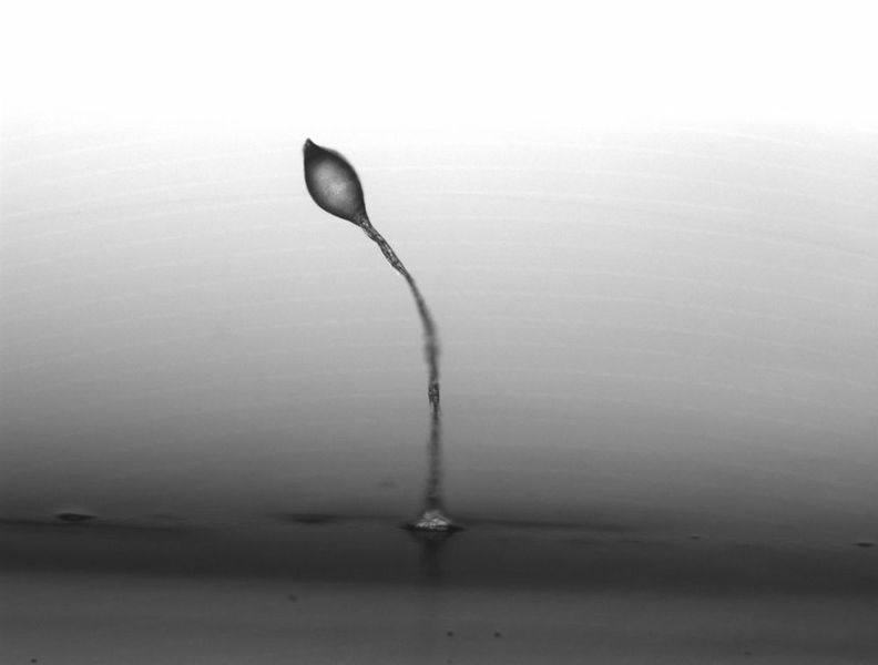 Ein von der Amöbe Dictyostelium discoideum aus vielen Einzelzellen gebildeter Fruchtkörper (Markus Günther/HKI)