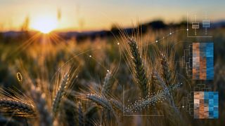 Stężenie CO₂ w atmosferze rośnie. Ma to wpływ nie tylko na wzrost i plony pszenicy, ale może również wpłynąć na skład ziarna. Jak dokładnie – pokazuje to badanie terenowe przeprowadzone przy udziale Centrum Badawczego w Jülich. (Zdjęcie:Lukas Tennie)