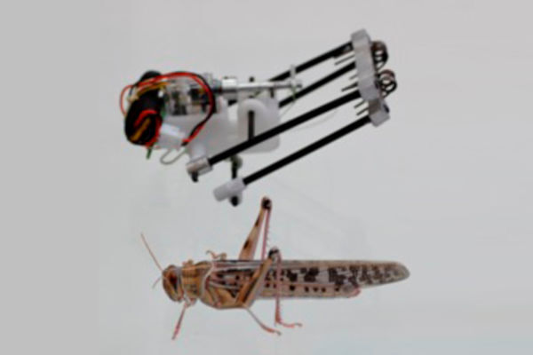 Roboter und Vorbild: Lange Beine bieten Sprungkraft. (Bild: Tel Aviv Universtity)