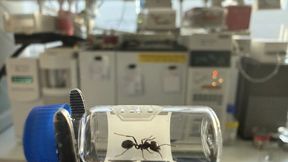 Eine Messor barbarus-Arbeiterin vor dem Gaschromatographen. Mit diesem Gerät wurden Kohlenwasserstoffe auf ihrer Körperoberfläche analysiert. (Bild: Markus Knaden, Max-Planck-Institut für chemische Ökologie)