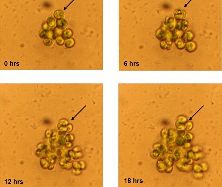 Kolonie mit identischen Tochterzellen, die sich nach der Teilung nicht mehr trennen. Die Kolonie wurde nach 500 Generationen Wachstum in Anwesenheit eines Fraßfeindes (Rädertier Brachinous calyciflorus ) in dem Experiment beobachtet. Gezeigt wird die gleiche Kolonie nach 0, 6, 12 und 18 Stunden. Die Zelle, die mit dem Pfeil markiert ist, teilt sich in den ersten sechs Stunden in acht Tochterzellen, die nach den Zellteilungen zusammenbleiben, statt sich, wie in ihrem Vorfahren in dem Experiment, zu trennen und wegzuschwimmen. (AG Becks)