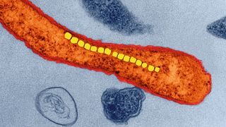 Bakterium der Gattung Magnetospirillum. Dank in einer Reihe angeordneter Eisenoxid-​Kristalle (gelbgrün) orientieren sie sich wie eine Kompassnadel im Magnetfeld. (Bild: Science Photo Library)