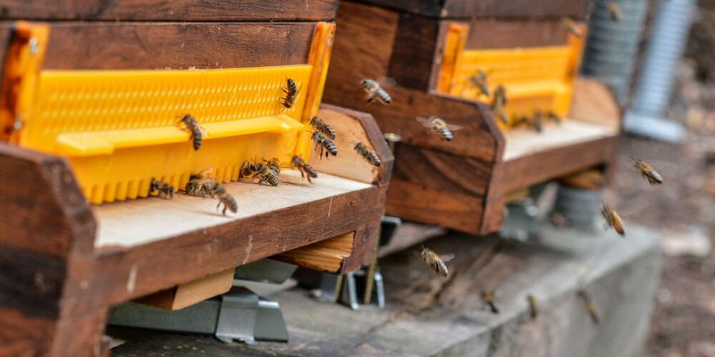 Bienen sind in der Natur häufig mehreren Pestiziden ausgesetzt. Bienen sind in der Natur häufig mehreren Pestiziden ausgesetzt.