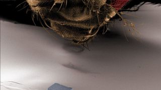 Mit nur einem Drittel Millimeter Größe wirkt der Roboter sogar im Vergleich zu einer Fliege winzig (Foto: Institut für Robotik und Intelligente Systeme, ETH Zürich/SNF)