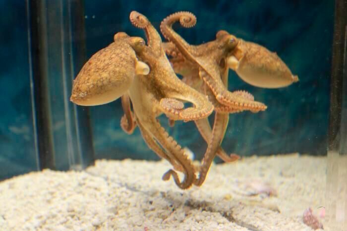 California two-spot octopus in front of a mirror in the Octopus Lab at Dartmouth.(Source:  Mary Kieseler)