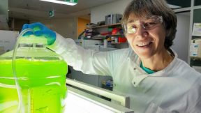 Professorin Dr. Ute Marx bei der Algenanzucht im Labor an der University of Queensland in Australien. Mit ihrer Forschung leistet sie einen wichtigen Beitrag zu internationaler Forschung über nachhaltigere und kostengünstigere Verfahren zur Herstellung von kultiviertem Fleisch. (Bild: privat)