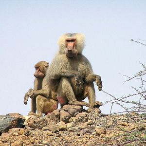 (Dietmar Zinner/Deutsches Primatenzentrum)