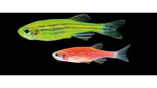 Viele Zierfische sind von Natur aus bzw. durch Züchtung farbenfroh. Ihre gentechnisch veränderten Verwandten sind in der EU bislang verboten. (Symbolbild) (Bild: © zhane luk - stock.adobe.com)