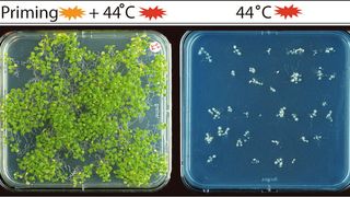 Der linke Teil des Bildes zeigt Keimlinge, die zunächst mit einem moderaten Hitze-Stress (Priming) und anschließend mit hohen Temperaturen (44 °C) behandelt wurden. Der rechte Teil zeigt Keimlinge, die ohne Priming hohen Temperaturen ausgesetzt waren. Die Experimente machen deutlich, dass das molekulare Hitzestress-Gedächtnis es den Pflanzen ermöglicht, einen ansonsten tödlichen Hochtemperaturstress (44 °C) zu überleben, wenn sie Tage vorher einem moderaten Temperaturstress (Priming) ausgesetzt werden.  (Bild: Justyna Jadwiga Olas, MPI-MP)