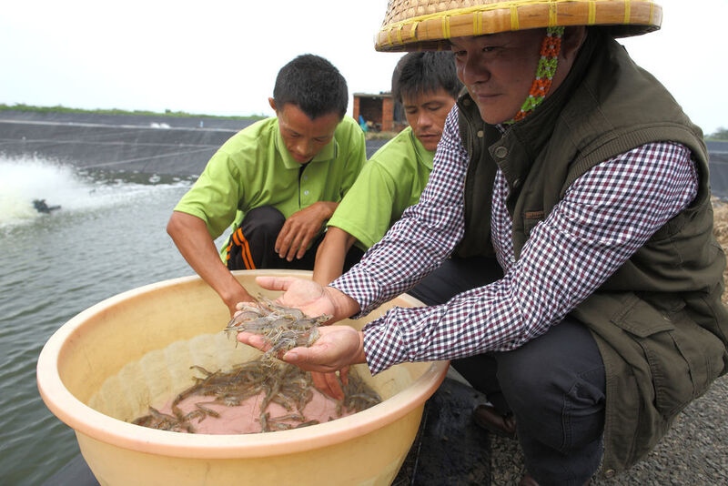 Krustentiere sind vor allem in Asien eine wichtige Proteinquelle für die menschliche Ernährung. Im Bild: eine typische Garnelenfarm auf der Insel Hainan im Süden Chinas. (Evonik/Karsten Bootmann)