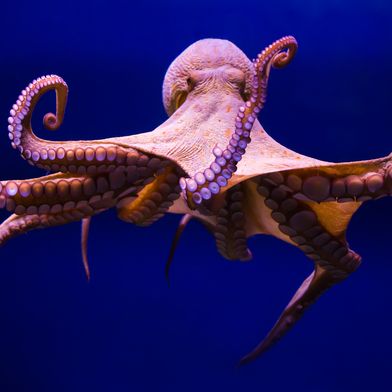 Beim Oktopus abgeschaut: Forschende haben eine filmähnliche Dünnschichtplattform entwickelt, die nicht nur ihre Farbe, sondern auch die Oberflächenstruktur dynamisch verändern kann. (Bild: AdobeStock_95634179_ CrazyForAnimeArt)