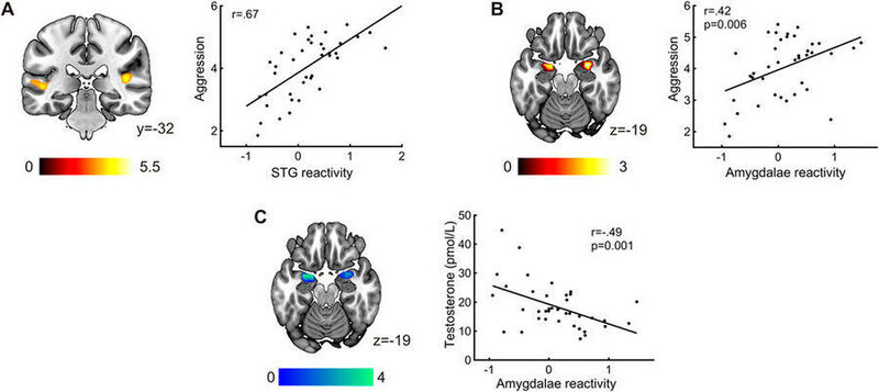 Brain-behavior and brain-hormone correlations (Scientific Reports, 6:38538)