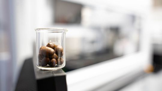 Kaffeebohnen vor dem Pipettierroboter, mit dem das Team ein umfangreiches Screening von 94 verschiedenen Substanzen, darunter Antibiotika und andere, auf ihre Auswirkungen auf das Bakterium E. coli, einen potenziellen Krankheitserreger, durchgeführt hat.(Bild:  Leon Kokkoliadis / Universität Tübingen)