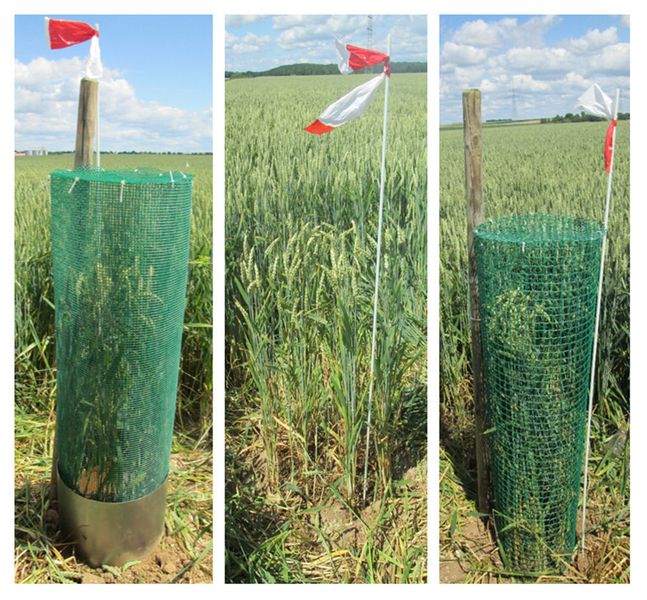 Measuring natural pest control (from left): a closed cage without predators, a set-up which all predators can access and a semi-open cage that allows all predators in except for birds. (Sarah Redlich)