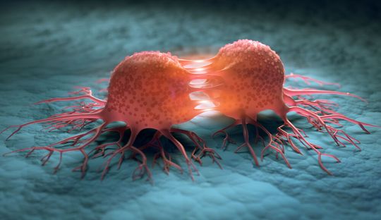 With the first cancer cell model, researchers at TU Graz were able to launch an essential tool for modern cancer research and drug development. Pictured: a graphical representation of a dividing cancer cell. With the first cancer cell model, researchers at TU Graz were able to launch an essential tool for modern cancer research and drug development. Pictured: a graphical representation of a dividing cancer cell.