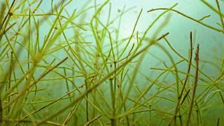 Aquatic plants are important for stabilizing the clear water condition in shallow lakes.  (Photo: Solvin Zankl)