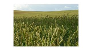 Pestizide werden in erster Linie über konventionell angebaute Nahrungsmittel aufgenommen. (Archiv: Vogel Business Media)