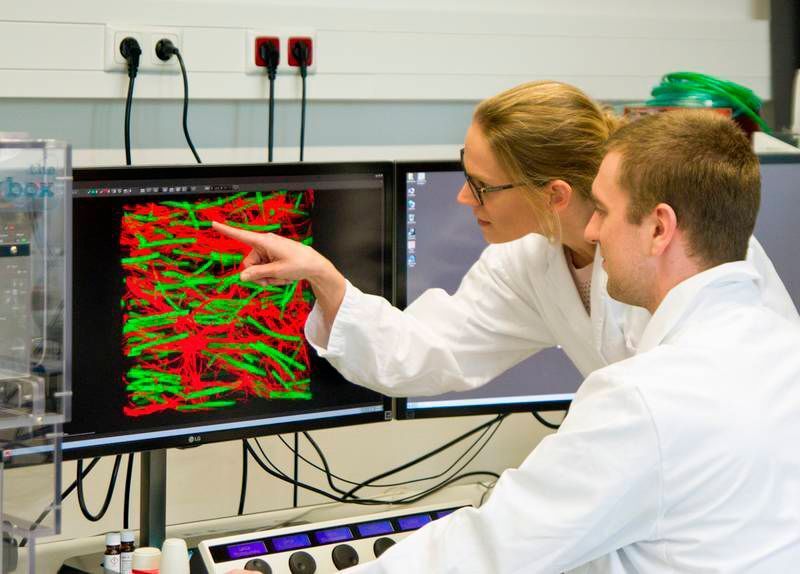 Ein neues Gel-Material dient Nervenzellen als Leitsystem: Dr.-Ing. Laura De Laporte und Doktorand Jonas Rose analysieren anhand einer Mikroskop-Aufnahme gemeinsam die Ausrichtung der Nervenzellen (rot) entlang der Pfade, welche durch Gel-Stäbchen (grün) gebildet werden. (© J. Hillmer, DWI)